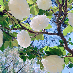 Camellia