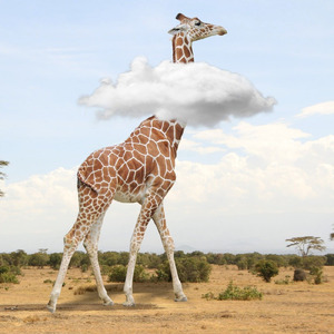 サバンナの大草原