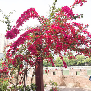 你是我遇到的第一个春天