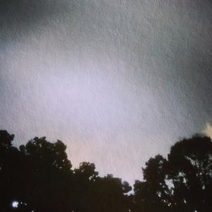 雨後的日本山荷葉 Diphylleia grayi