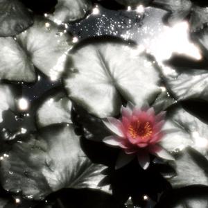 Bloomy Luv（花烛）