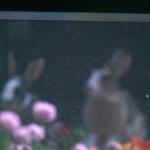 flower crown (feat. Matt Cho)