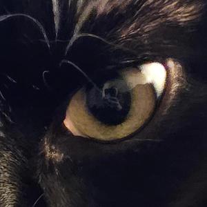 Cats Metal Night