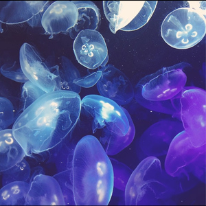 ゴーストライター feat. 知声