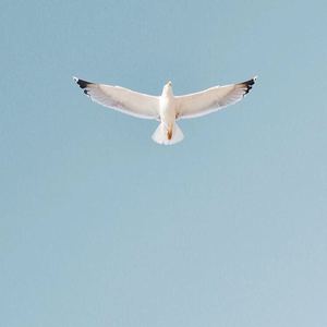 借我（cover 谢春花）