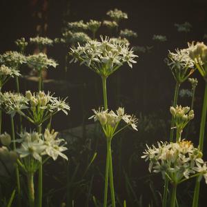 早起的鸟儿·留恋