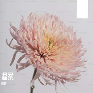 温柔 伴奏