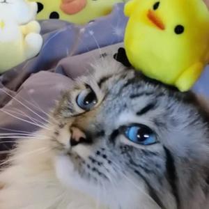 不是吧？难道还有人不会生小猫吗！