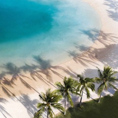 森林麋鹿迷失在大雾 (钢琴曲)