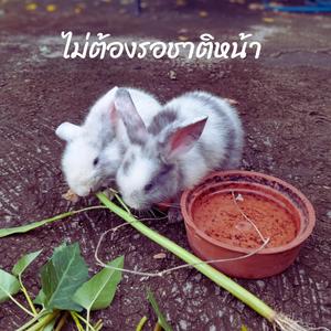 ไม่ต้องรอชาติหน้า