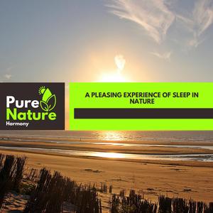 Relaxation Forest Rain