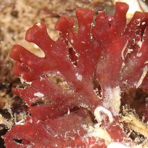 spherocoque (feat. THEPOOLBOI)