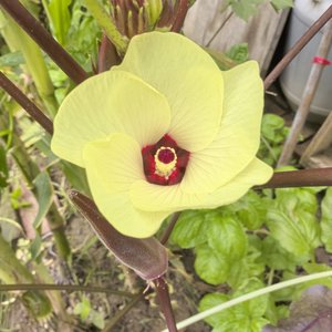 《人月圆·山居小调》.wav