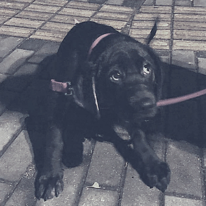 いい日だったね（翻自 DEPAPEPE）