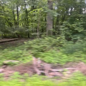 Trapped In The Forest (feat. b00gie)