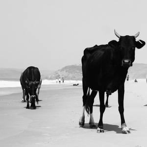 Essas (Original Mix)