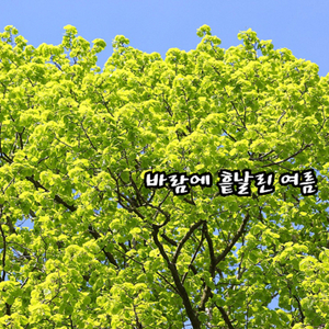 바람에 흩날린 여름
