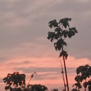 是不是 2
