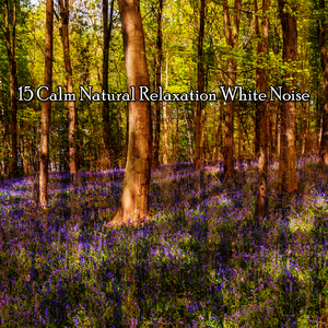 噪音中的一些平靜