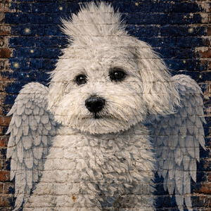 С кучето на двора