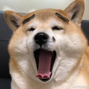 王思聪 舔狗颗粒-DJ ADA&DJ JK(Mashup)