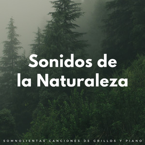 Paisaje Para Dormir Melódico Con Sonidos De La Naturaleza