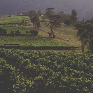 夏谧音诗 (Version 2)