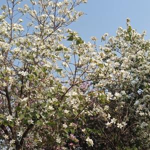 我的父亲是瓦匠