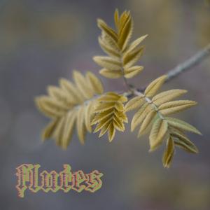 flutes
