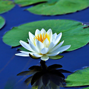 Bring Me Back to Life