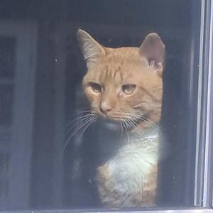 Katten i vinduet