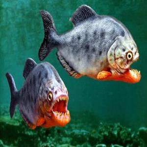Piranha