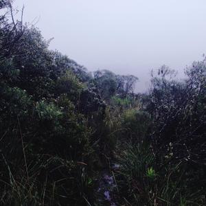 Saudade