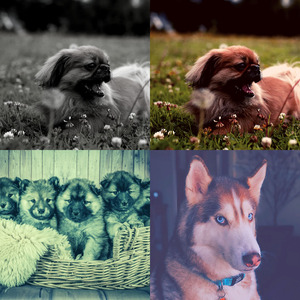 安静的孤独的狗声音