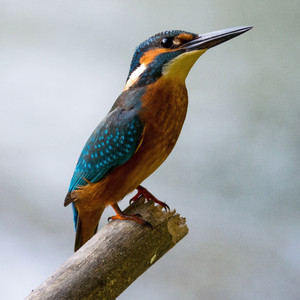 Alegre chirrido de paxaros