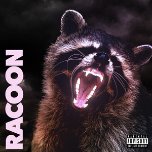 Racoon