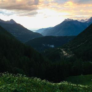 Birds in Switzerland LXVII