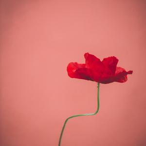 Nocturne No. 2 in E-Flat Major, Op. 9, No. 2 (Arr. for Guitar)