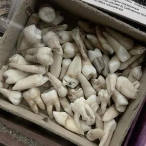 backseat (feat. spxll)