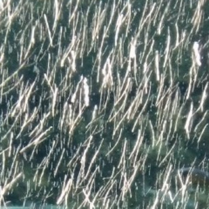 レンズ (feat. Synthesizer V AI Mai)