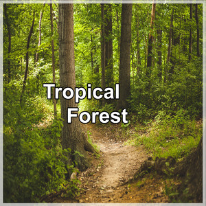 Tropical Forest