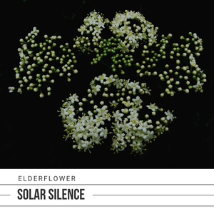 Elderflower