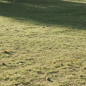 想你越深心就越痛 (Cover 烟嗓明哥 & 姜成万)