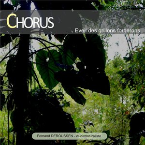 Chorus : Éveil des grillons forgerons (Guadeloupe)