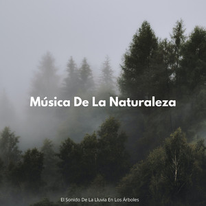 Baile De Ramas En La Lluvia