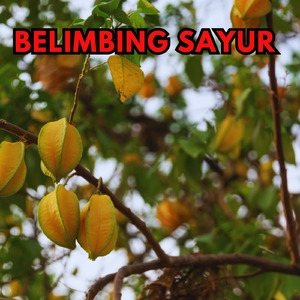 Belimbing Sayur