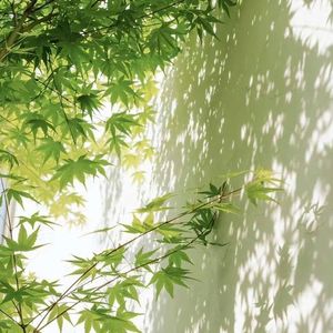 星光漫过黑夜时