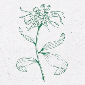 flos（翻自 初音ミク）