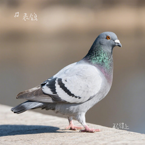 配得上