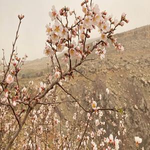 Xwezî mirbam